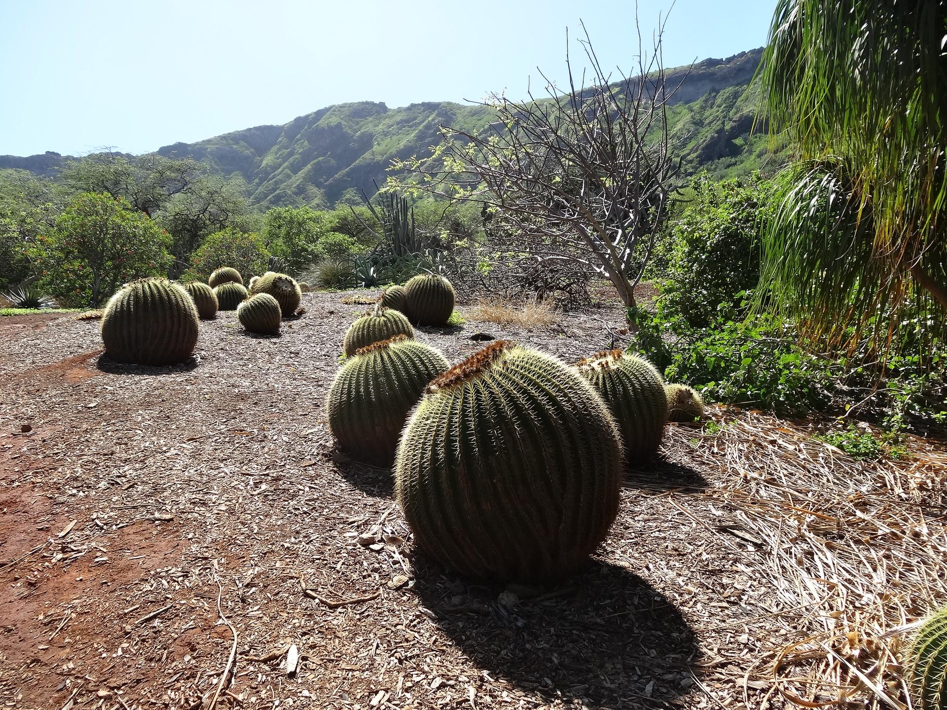 Several large barrel cacti on dry ground with green hills under bright sun.