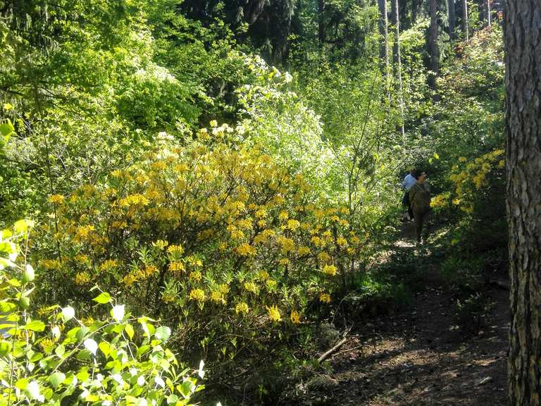 Rhododendron Garden Near Bad Berka  vaellus- ja pyrilyreitit | Komoot