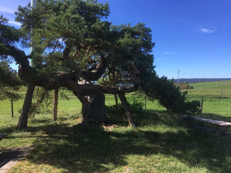 Ein Uralter Baum 🌳 Cycle Routes and Map Komoot