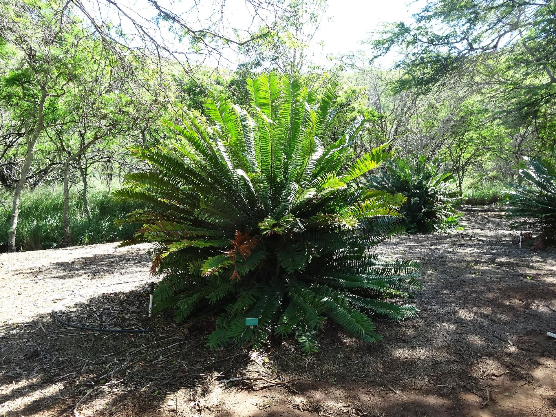 A large, vibrant green cycad plant in dappled sunlight on dry ground.