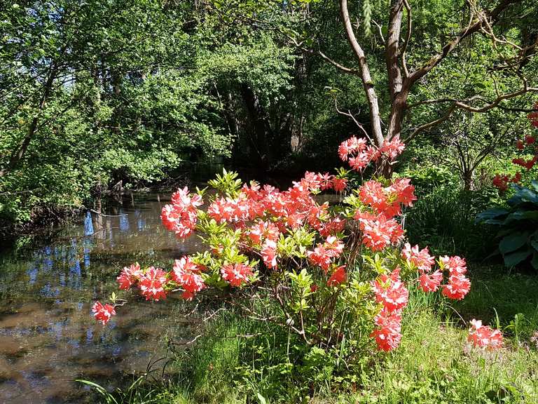 Forstbotanischer Garten Eberswalde Eberswalde Barnim Wandertipps Fotos Komoot