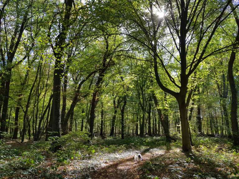 Burgewald Kerpen Rhein Erft Kreis Hiking Tips Photos Komoot
