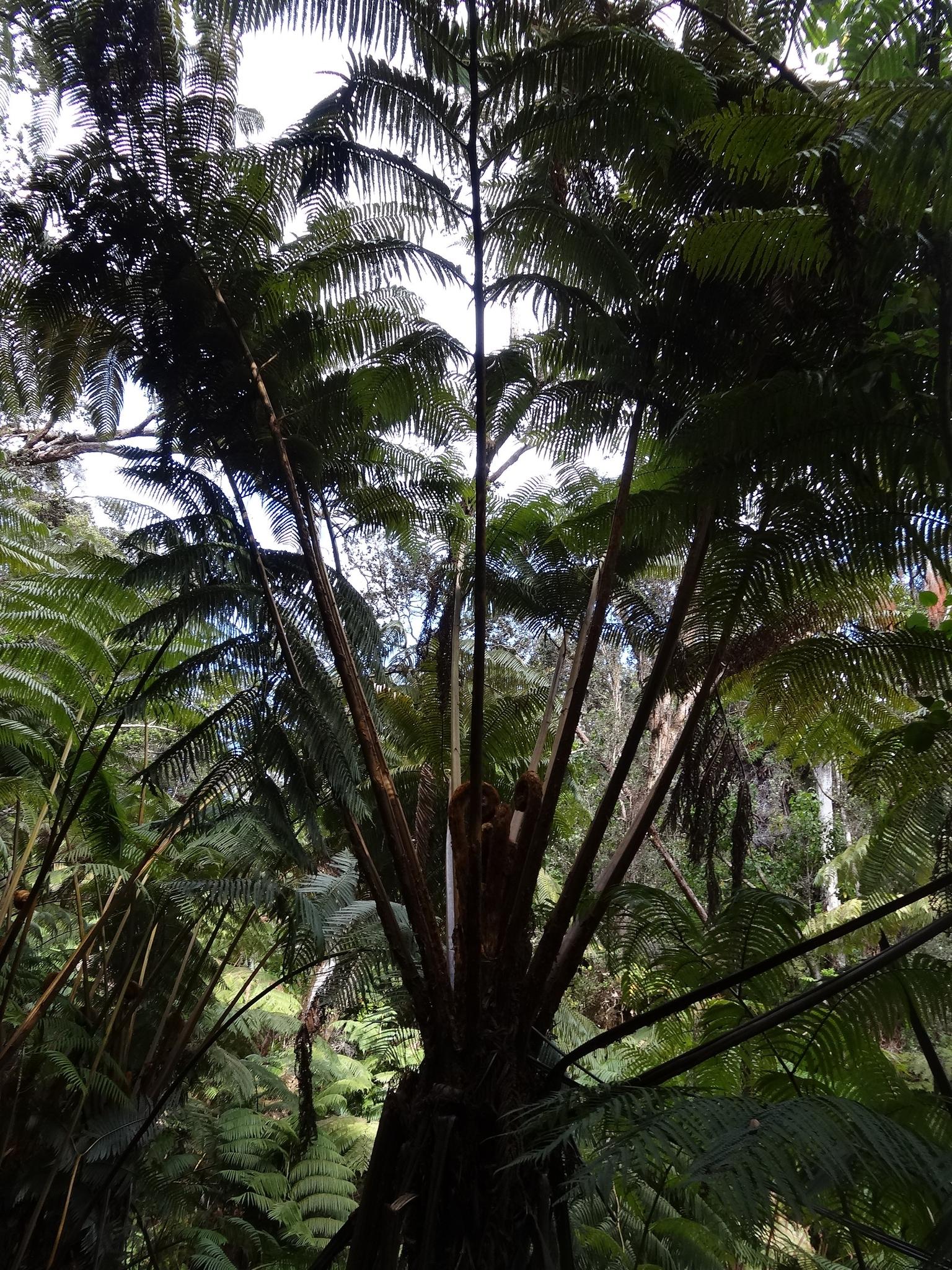 Close-up of a large, tall fern tree with fronds in a dense forest.