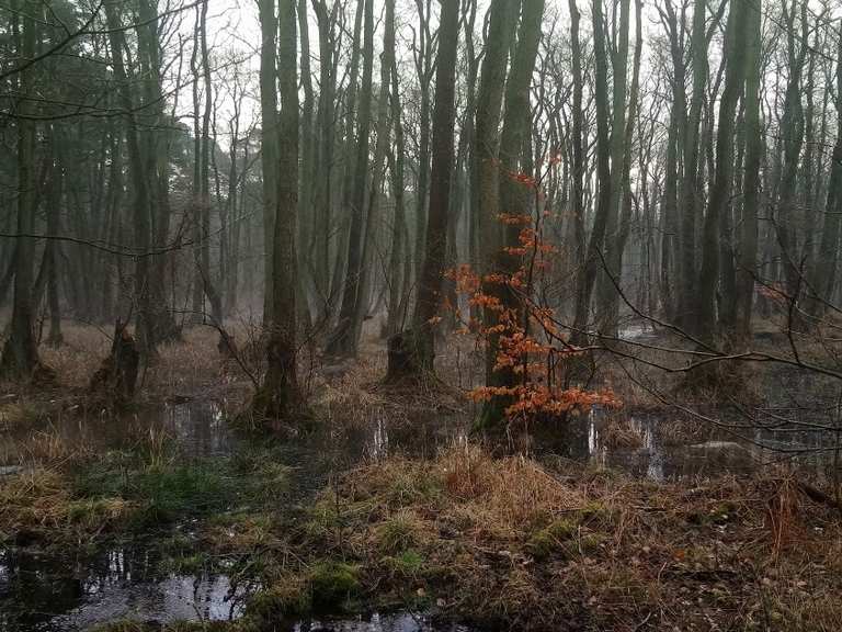 Ribnitzer Großes Moor Wanderungen und Rundwege komoot