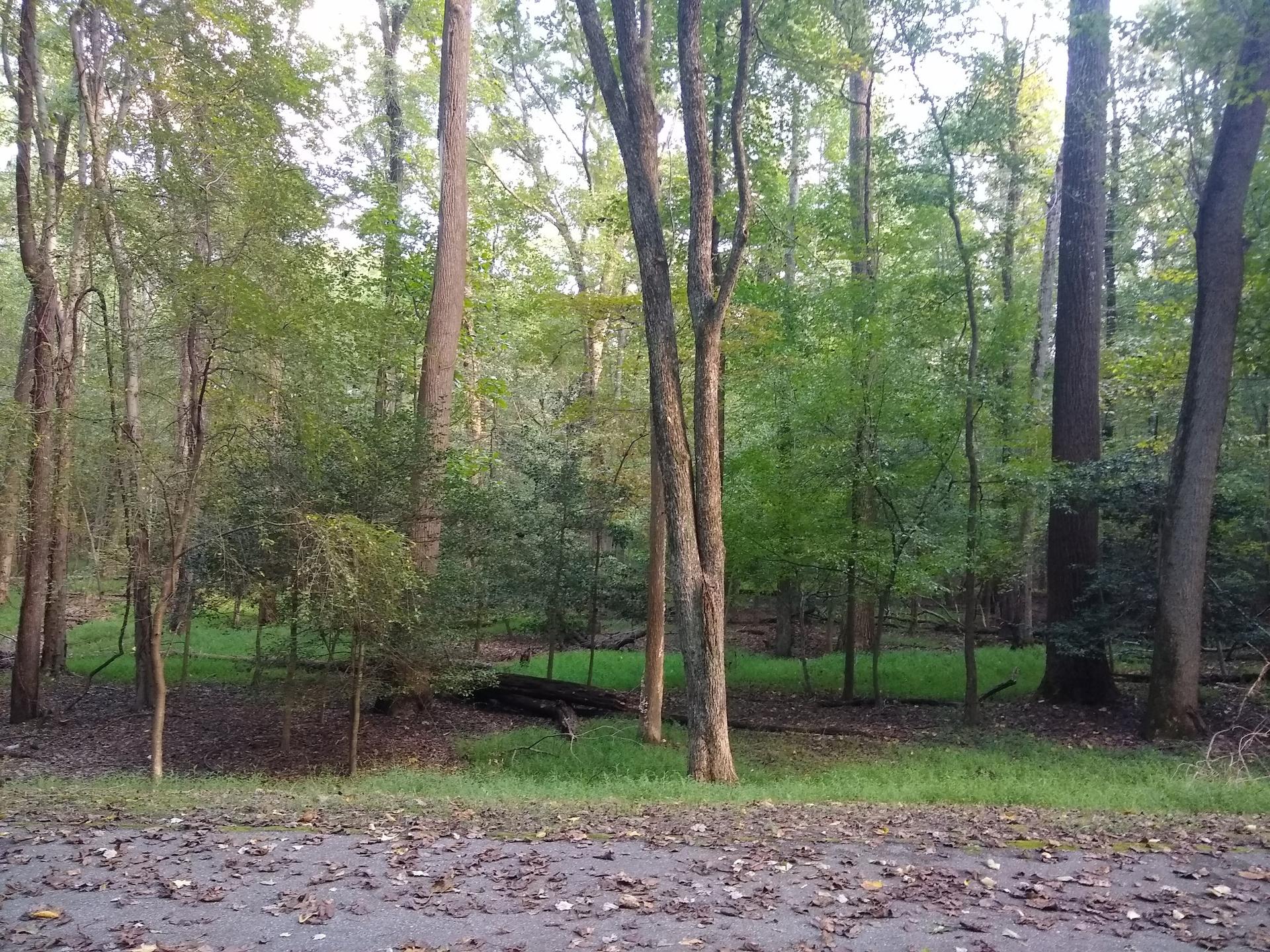 Dense forest with tall trees, green undergrowth, and dappled sunlight.
