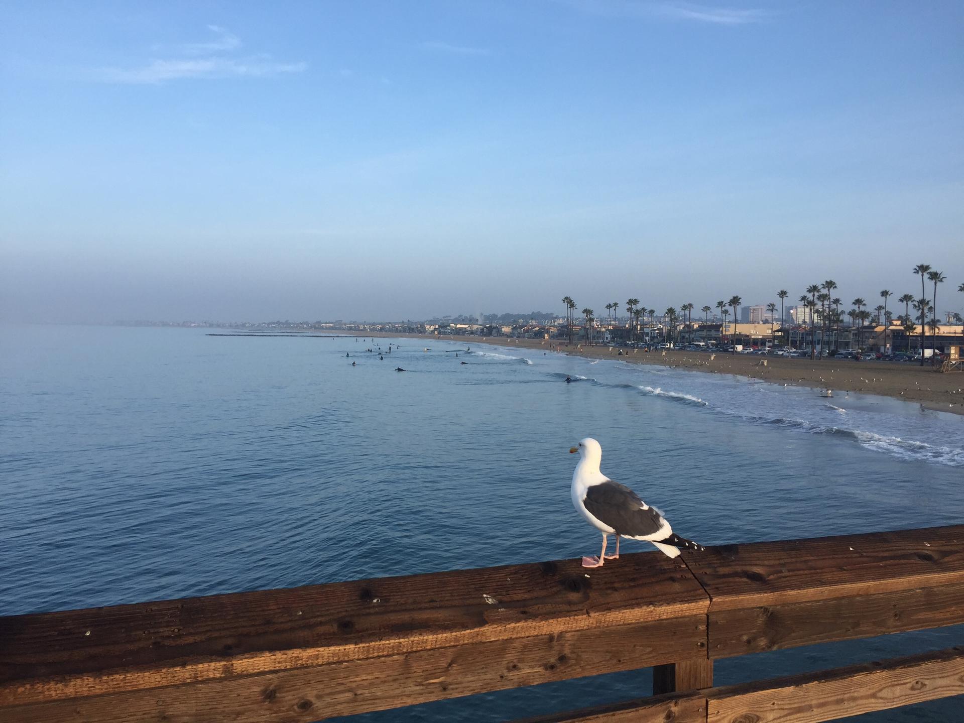 Seagull on a wooden railing overlooking a calm ocean and distant beach.