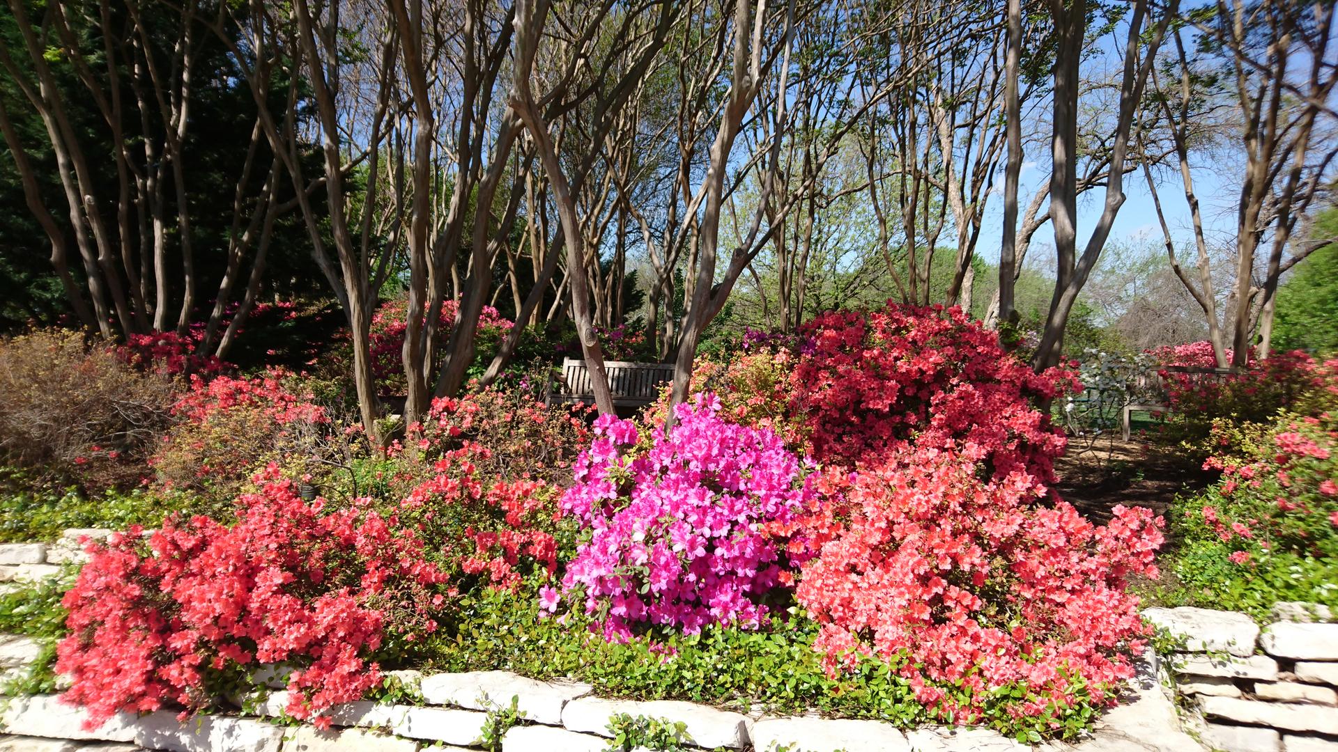 Vibrant pink and red azaleas blooming in a sunny garden with bare trees.