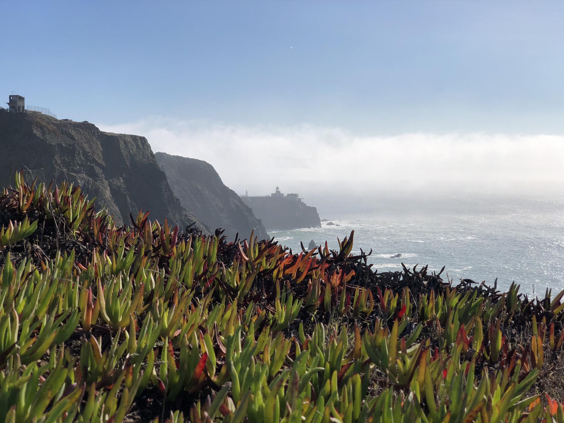 Coastal plants in foreground, cliffs, and foggy ocean under bright sky.