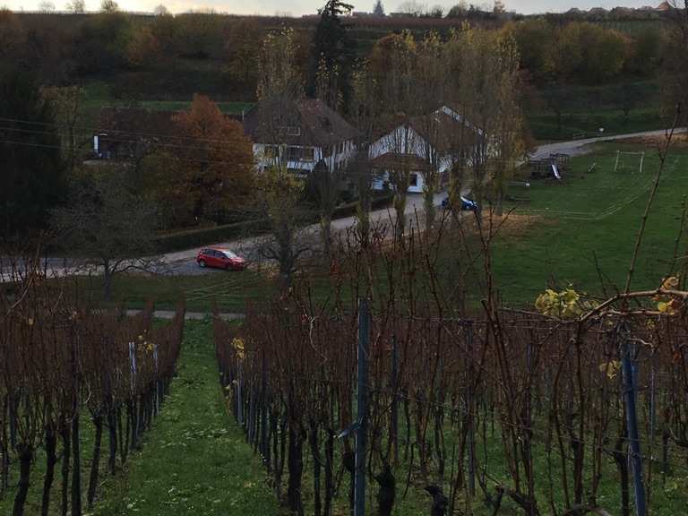 Burrweiler Mühle Wanderungen und Rundwege komoot