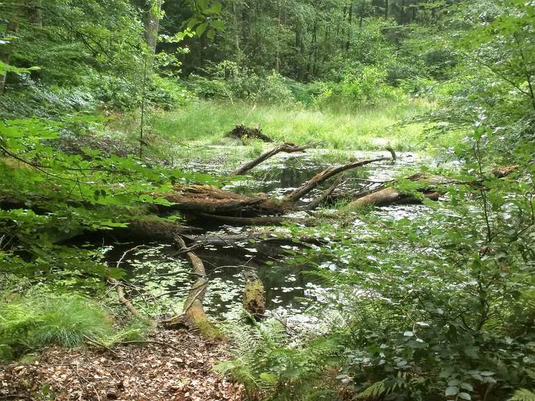 Weg an der Ammersbek Wanderungen und Rundwege komoot