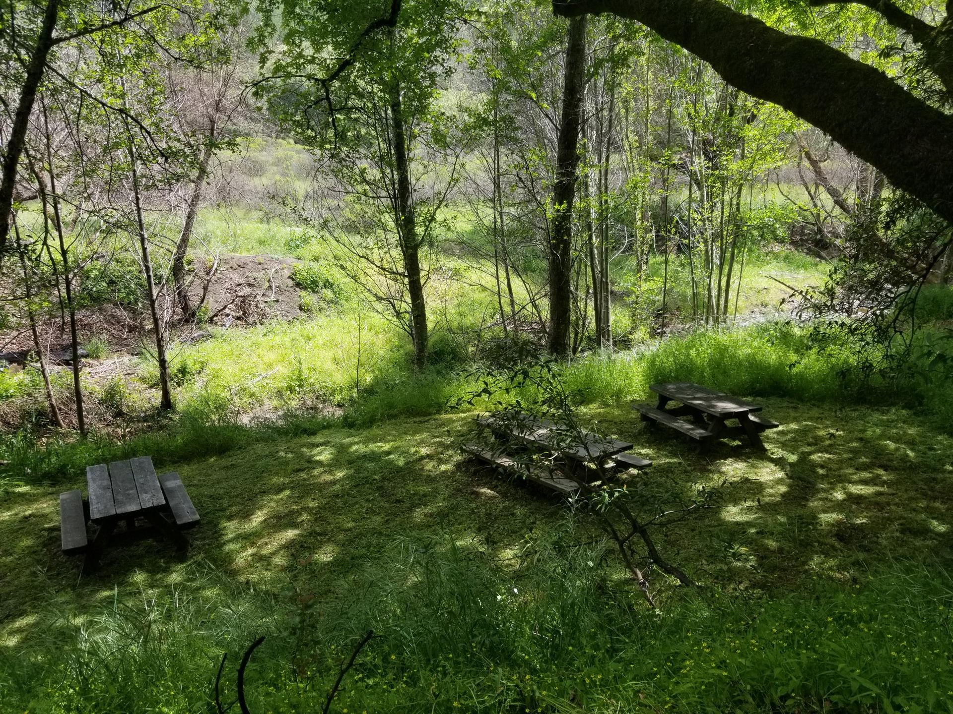 Three picnic tables in a sun-dappled grassy clearing surrounded by trees.