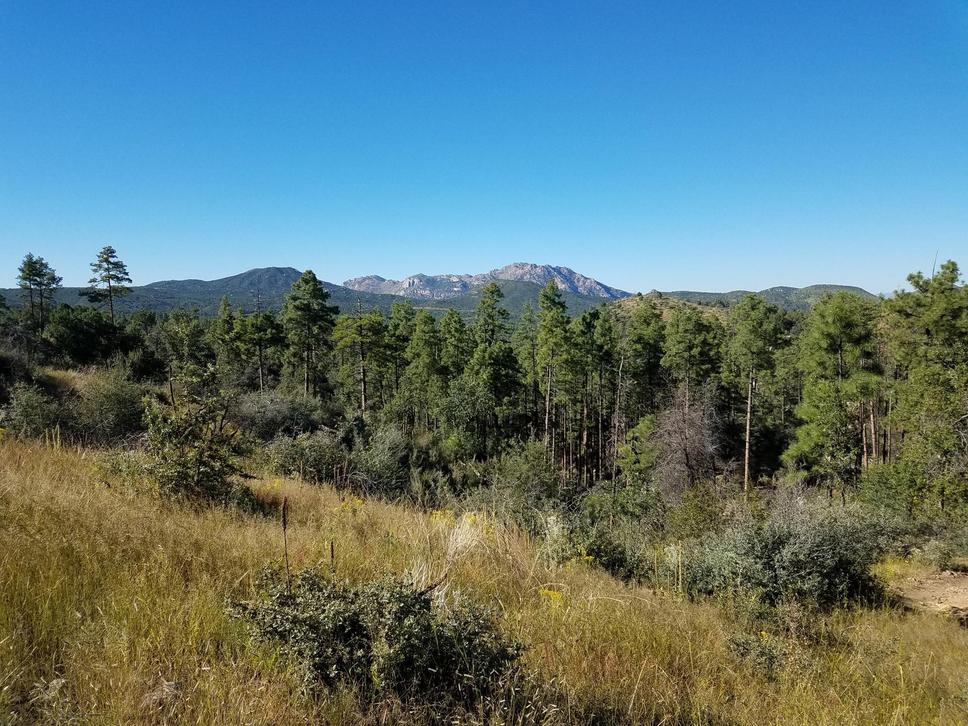 A vast forest of green trees with distant mountains under a clear blue sky.