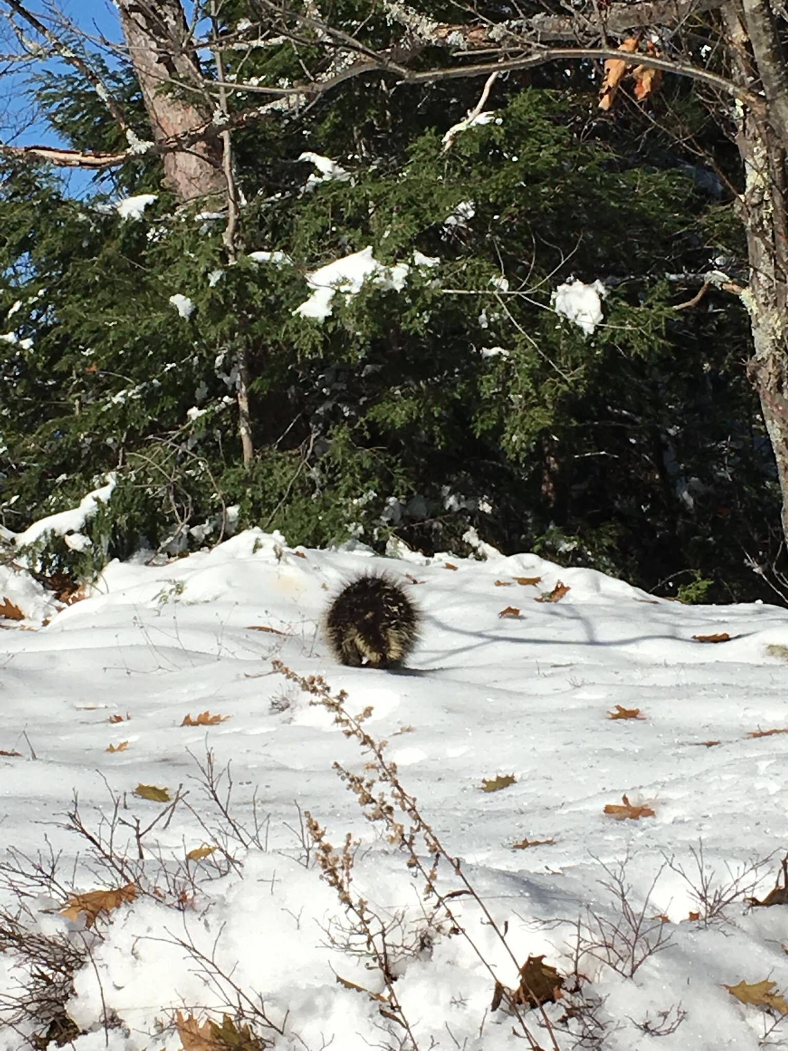 A porcupine walks through snow with evergreen trees and fallen leaves.