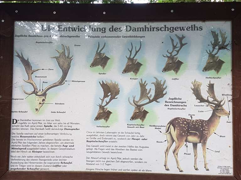 Wildgehege im Spandauer Forst: Wanderungen und Rundwege | komoot