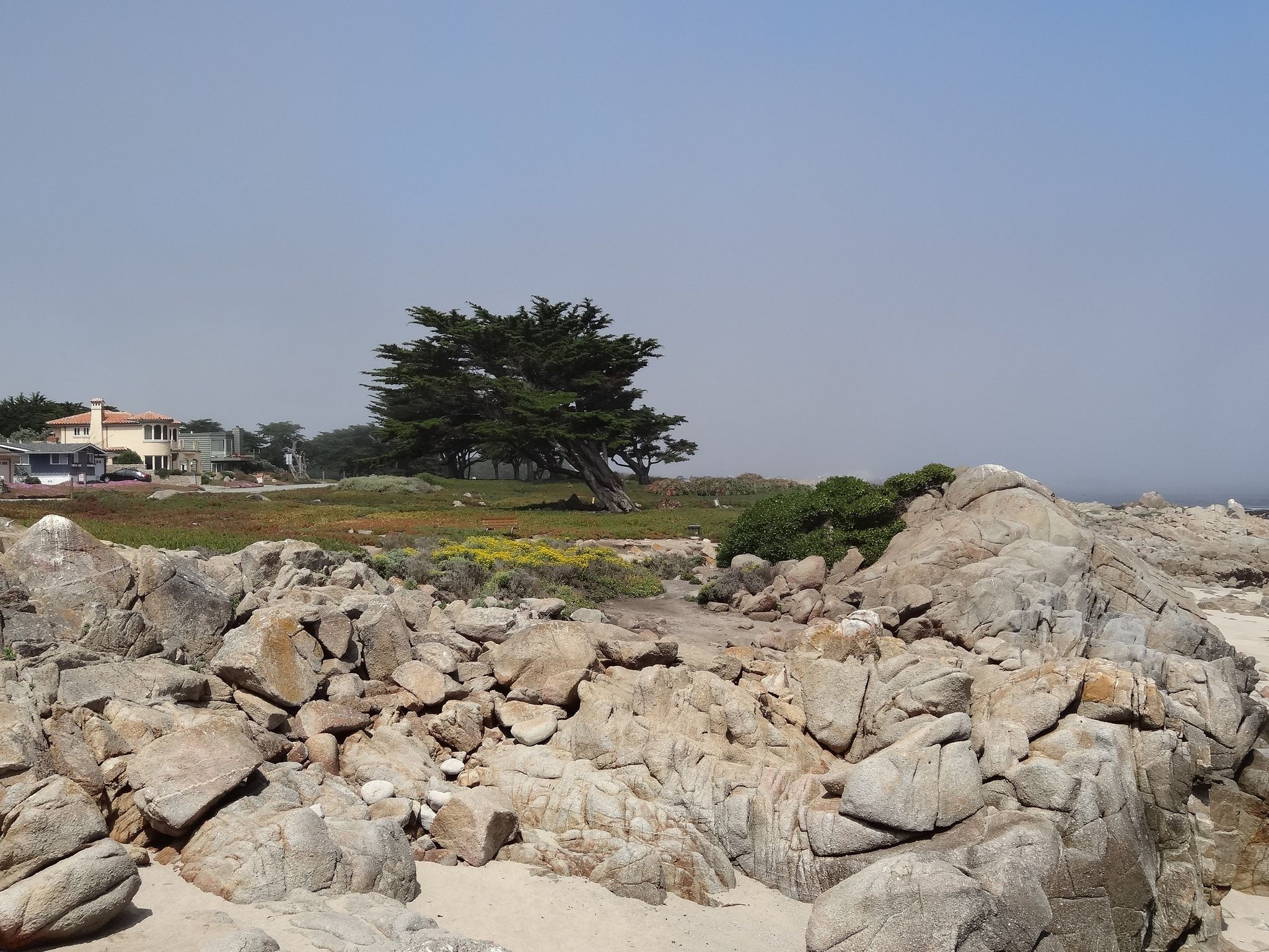 Rocky beach foreground with large trees and distant houses under clear sky. - Asilomar State Beach – Asilomar State Beach loop from Asilomar State Beach