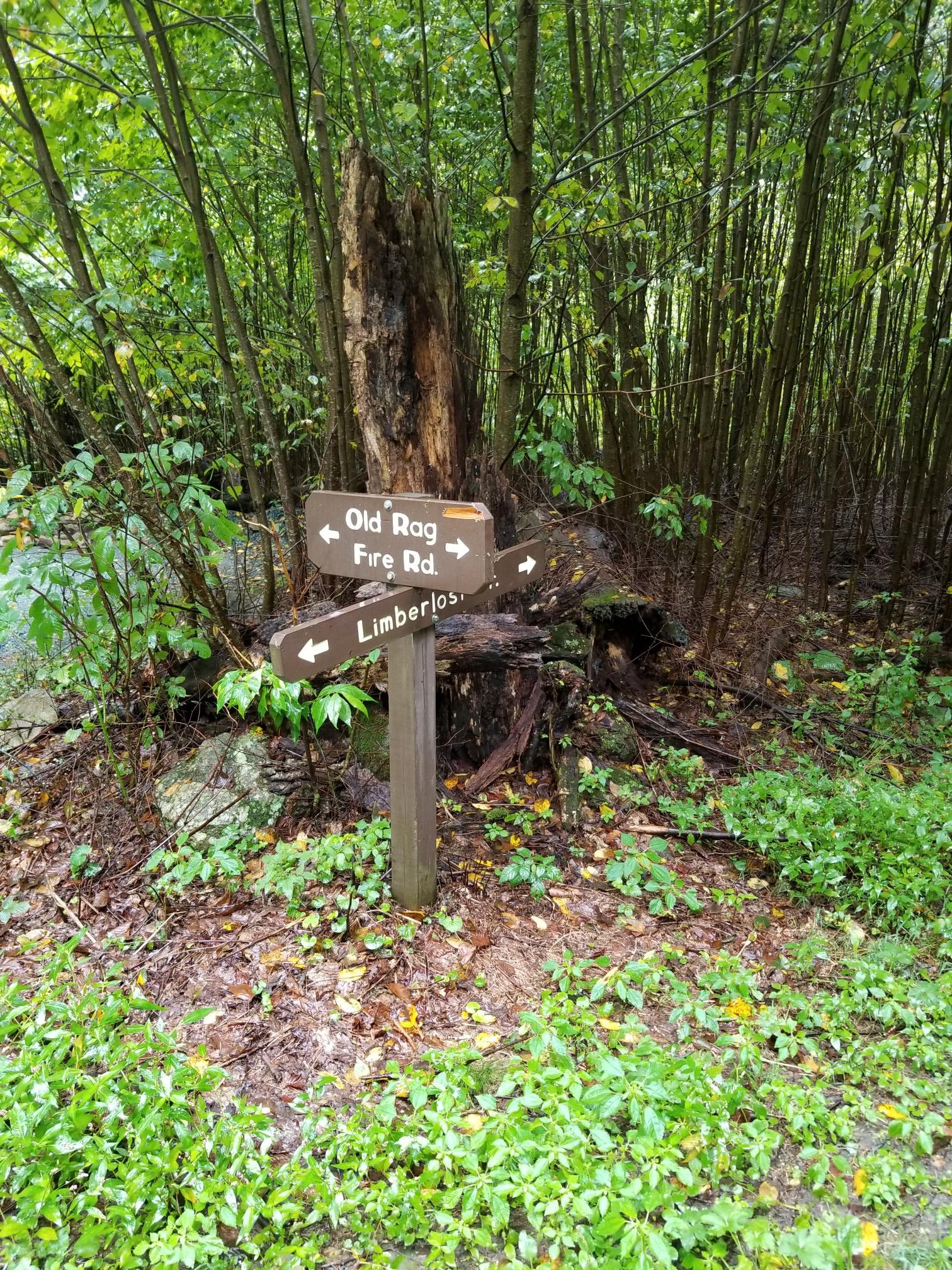 A wooden trail signpost with multiple arrows stands in a dense forest.