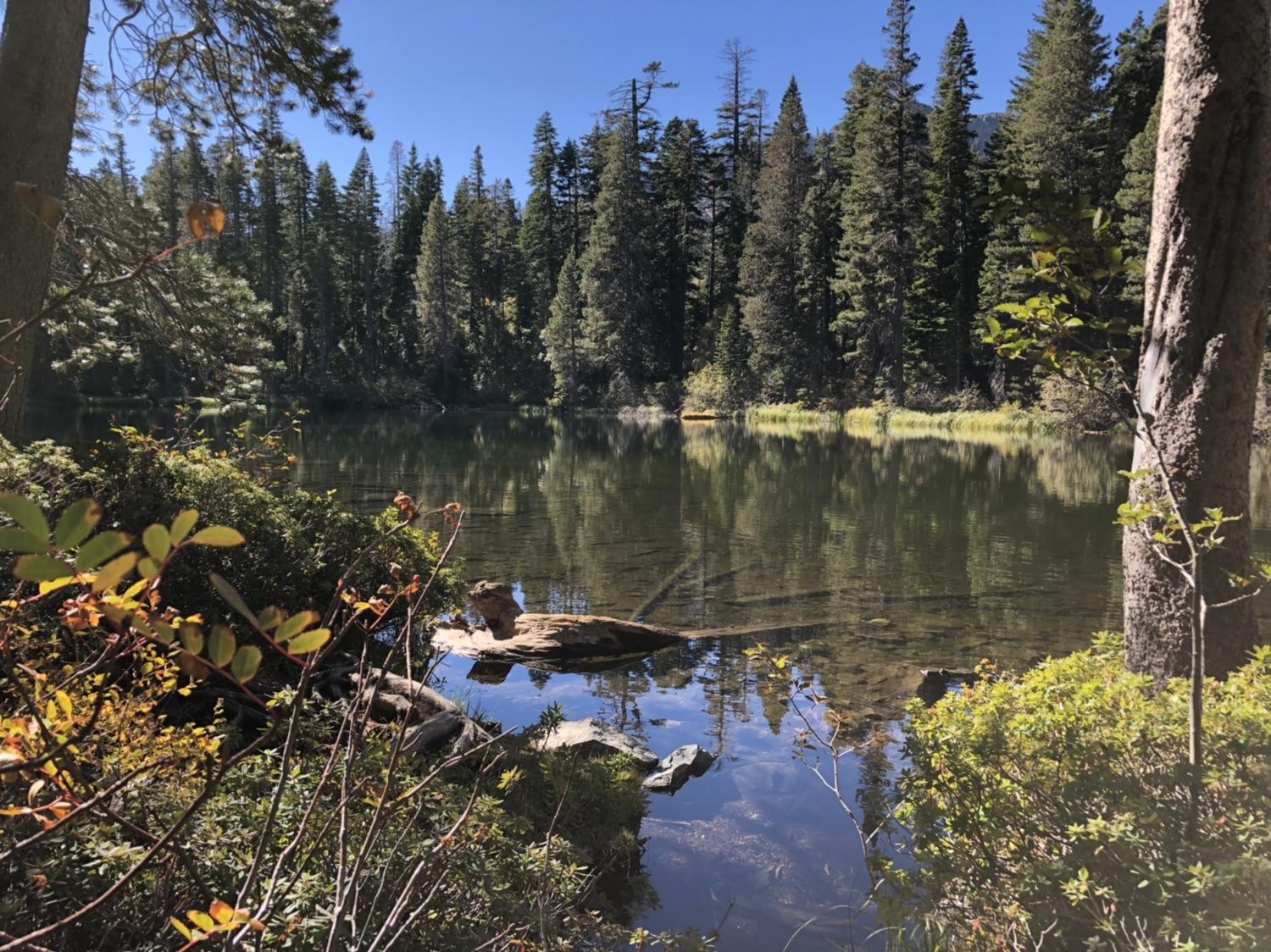 Calm, clear lake reflecting tall pine trees under a bright blue sky.