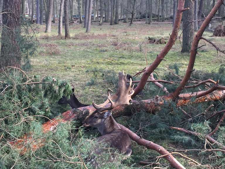 Wildpark Dünnwald Routes for Walking and Hiking | Komoot