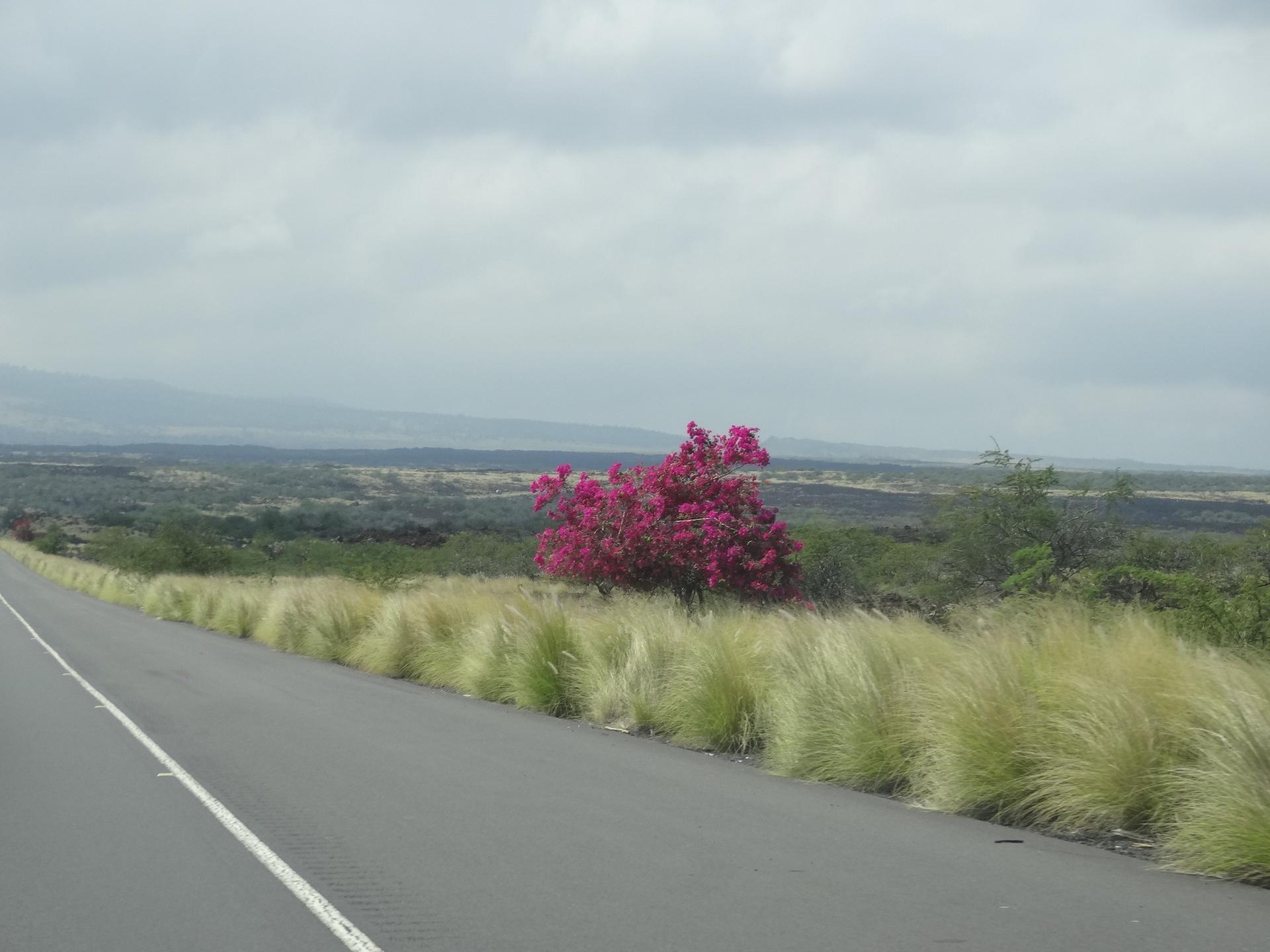 Roadside with tall grass and a vibrant pink bush under an overcast sky.