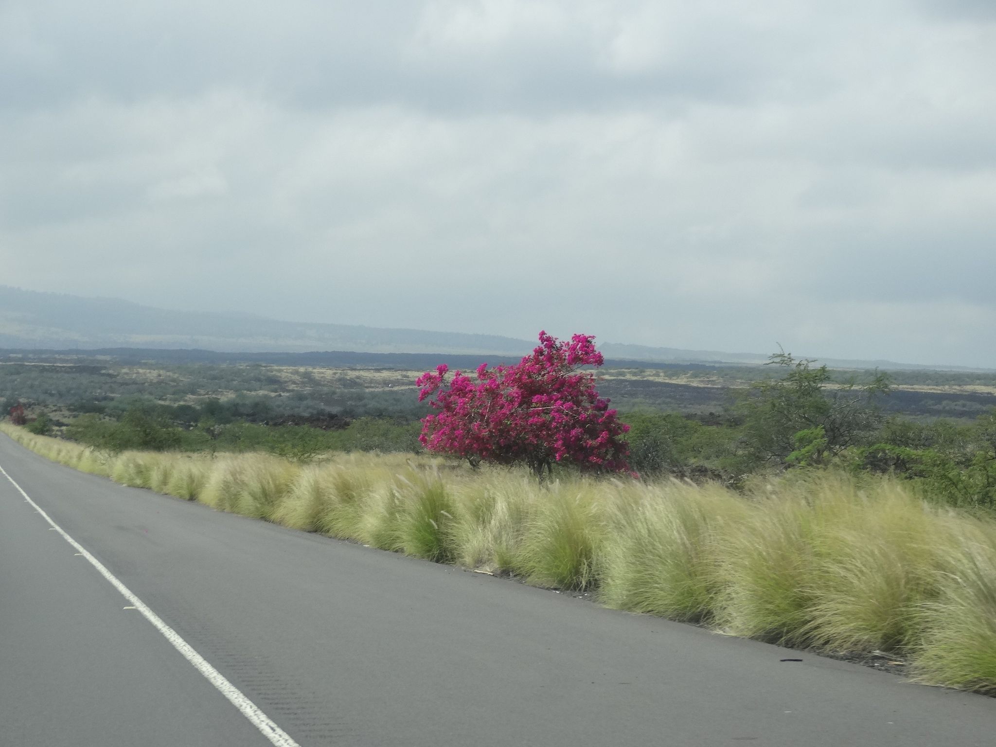 Roadside with tall grass and a vibrant pink bush under an overcast sky. - Kumukea Beach to Kaauau Point