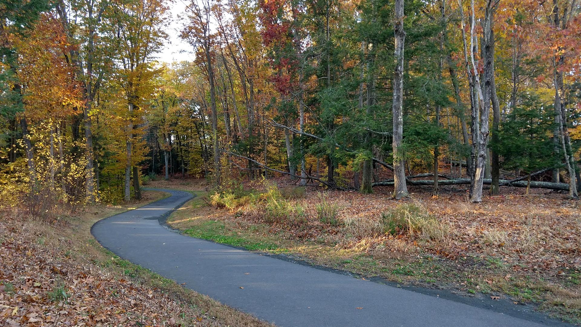 A paved path curves through a vibrant autumn forest on a sunny day.