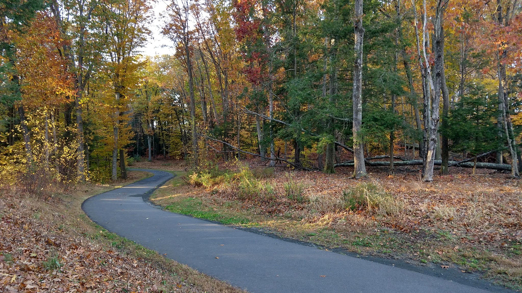 A paved path curves through a vibrant autumn forest on a sunny day. - Glastonbury to Gay City State Park loop