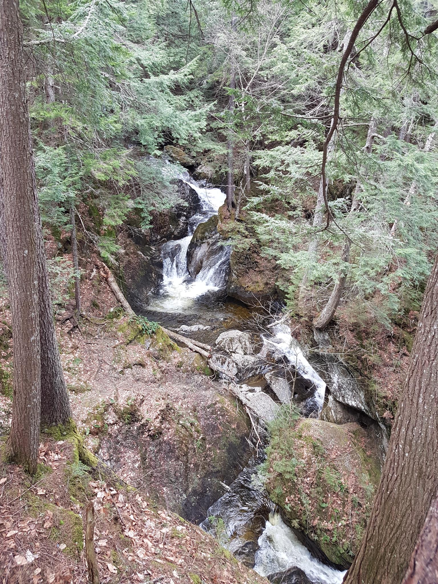 Cascading waterfall in a dense evergreen forest with dappled sunlight.