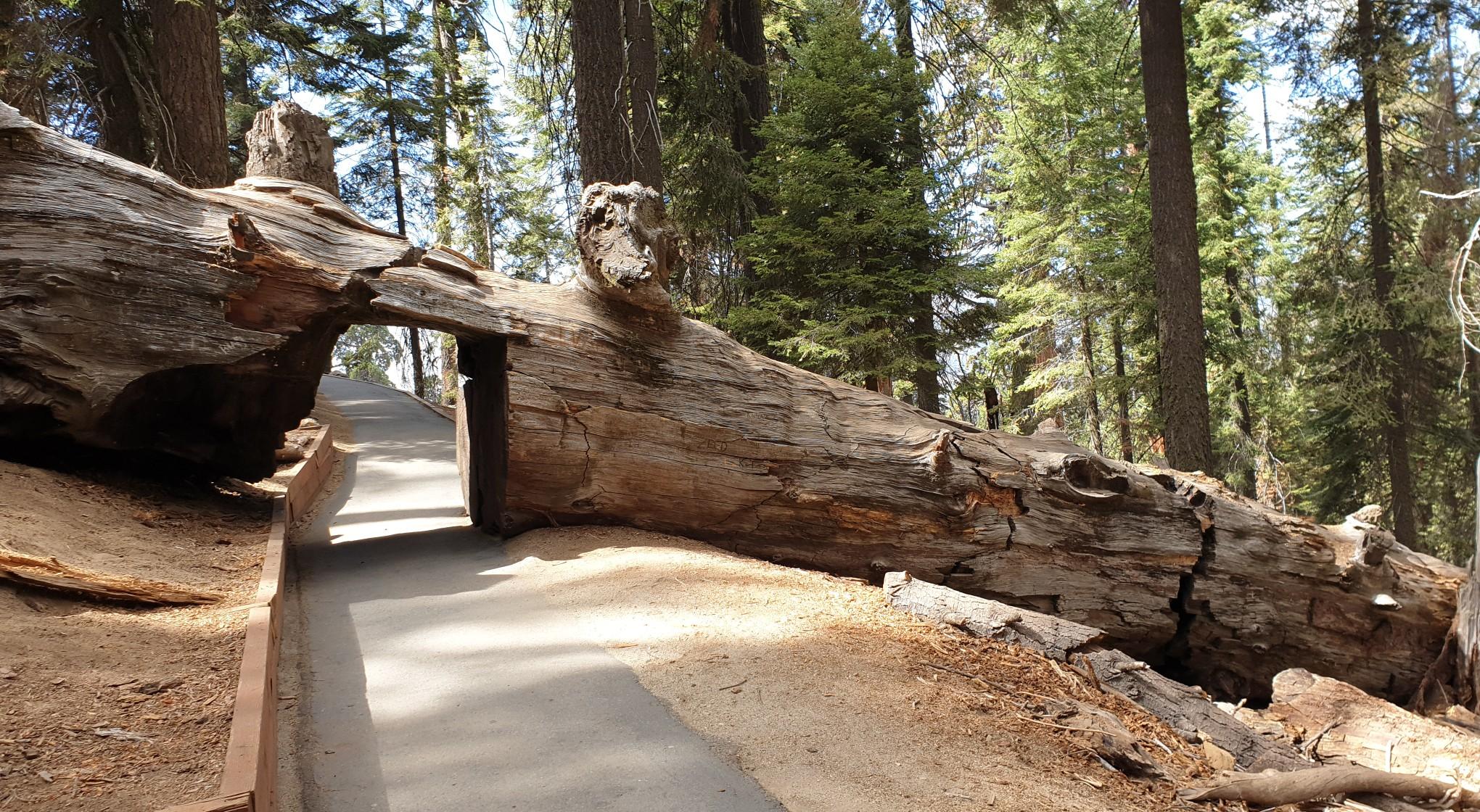 A paved path passing through a tunnel carved into a fallen log.