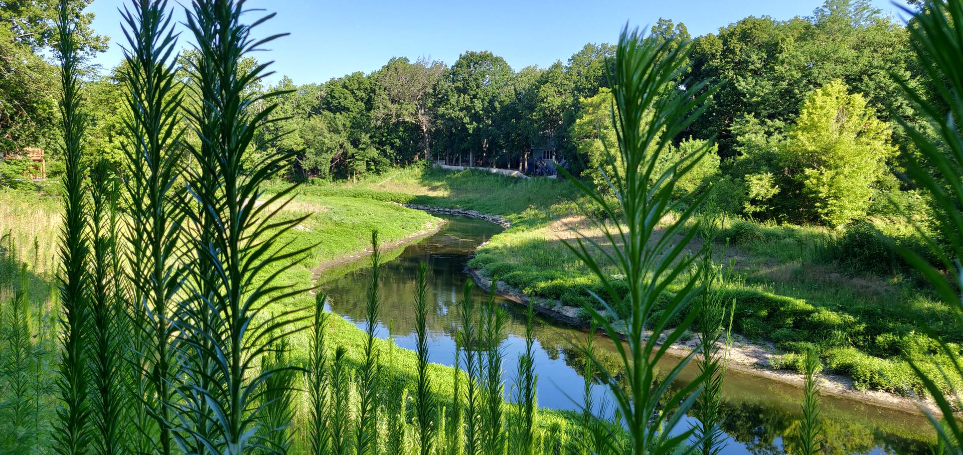 Tall green plants frame a winding river flowing through a sunny forest.