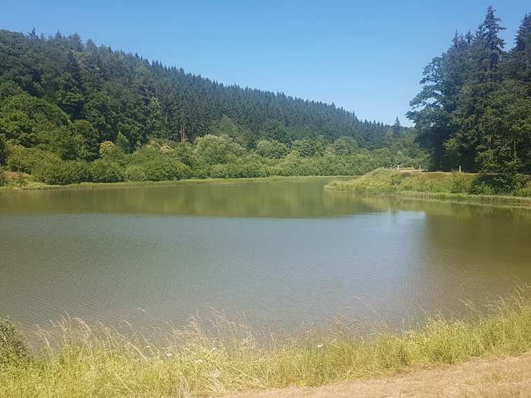 Stausee Jünkerath Bank Runde von Jünkerath Wanderung Komoot