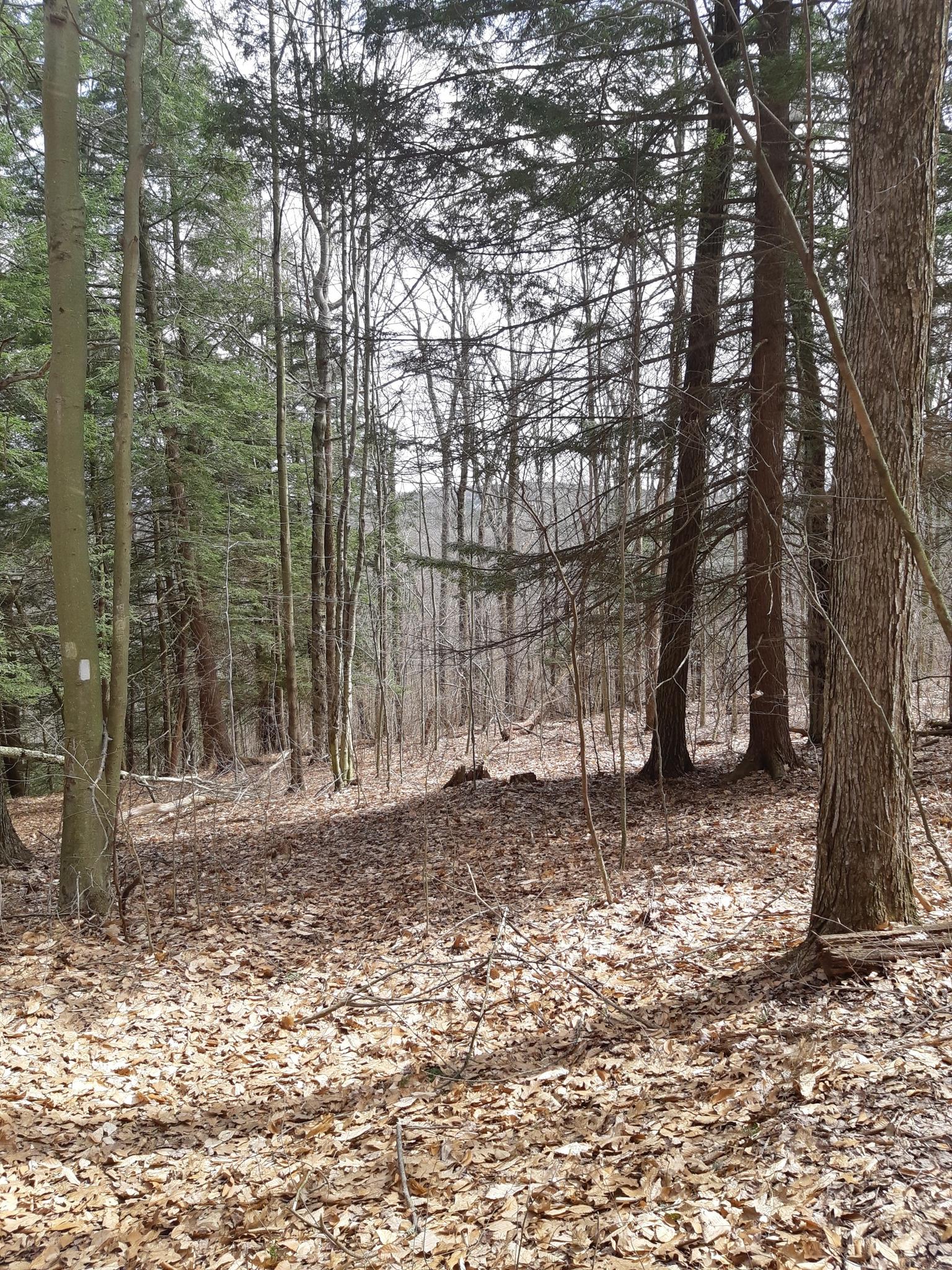 Forest floor covered in dry leaves, surrounded by bare and evergreen trees.