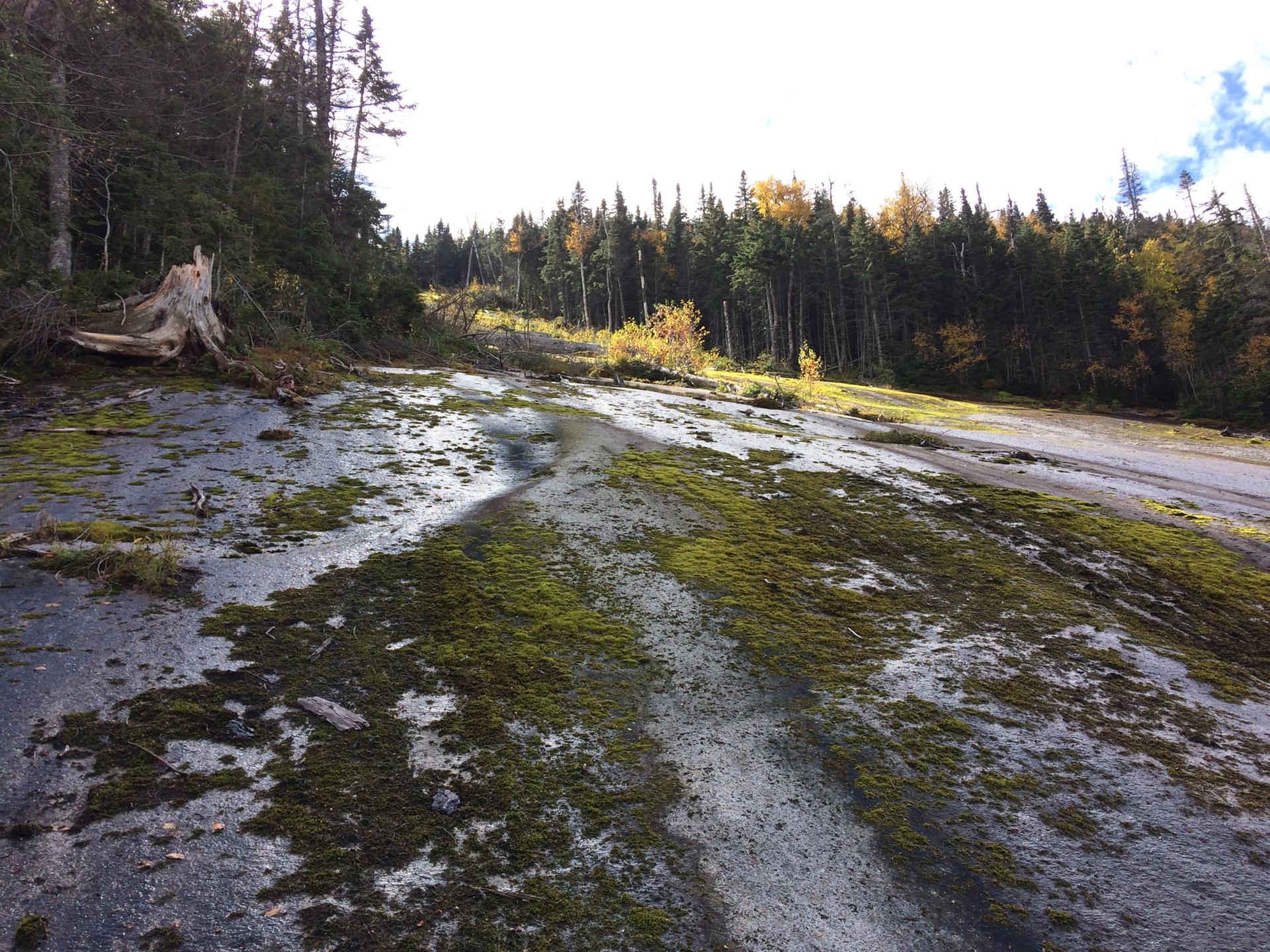 A wide, moss-covered rock slab slopes upwards towards a dense forest.