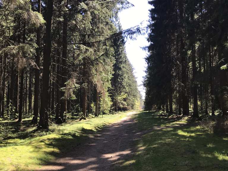Tangstedter Forst Breiter Weg: Radtouren und Radwege | komoot