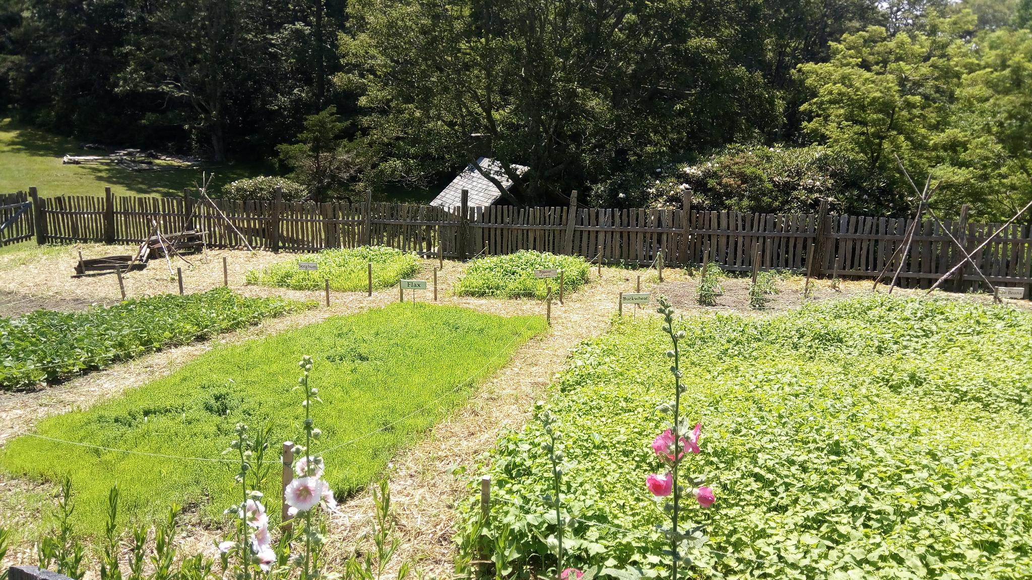 A large, sunny garden with rows of green plants and a wooden fence.