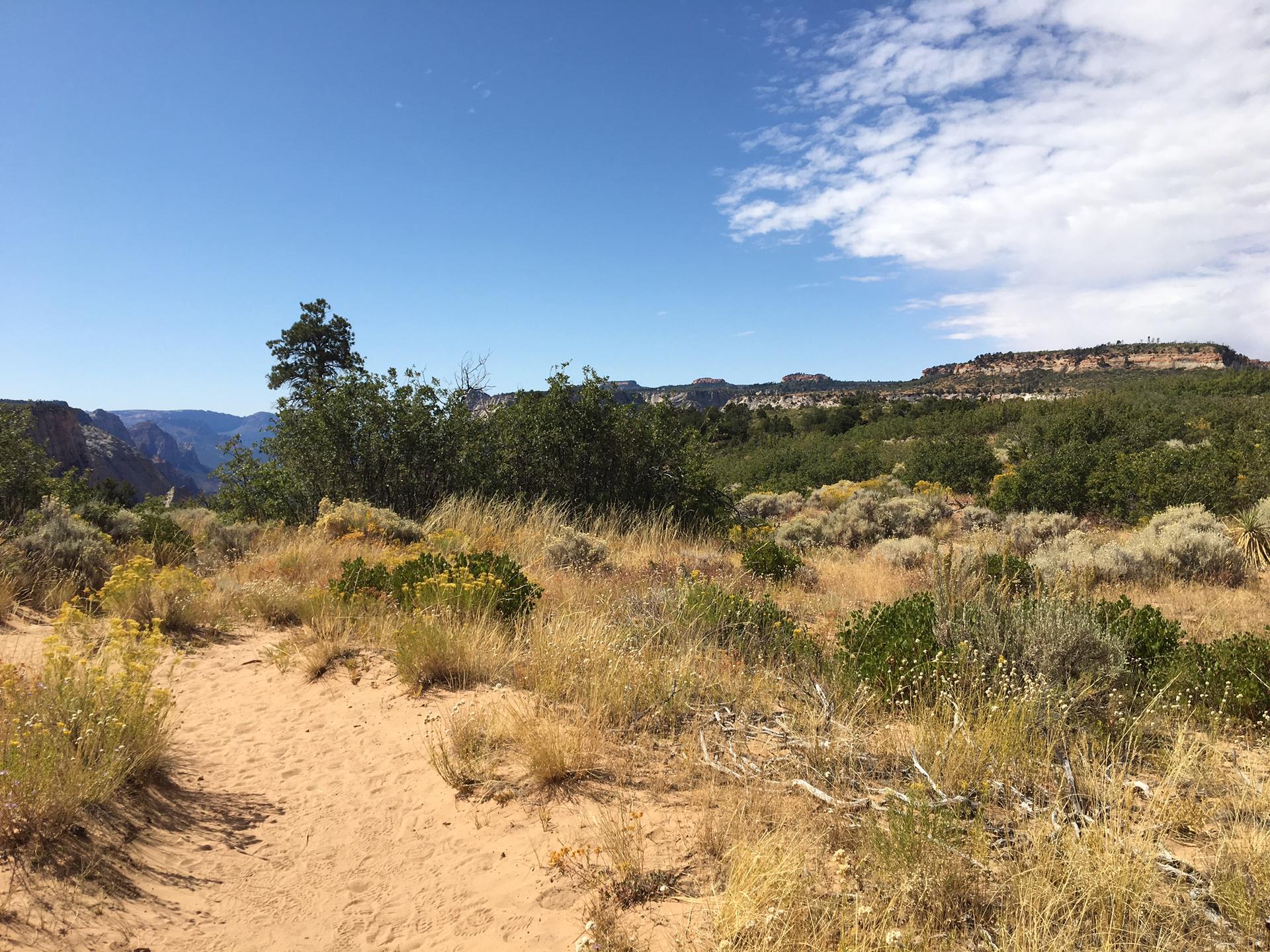 Sandy trail through dry brush and grasses under a clear blue sky.