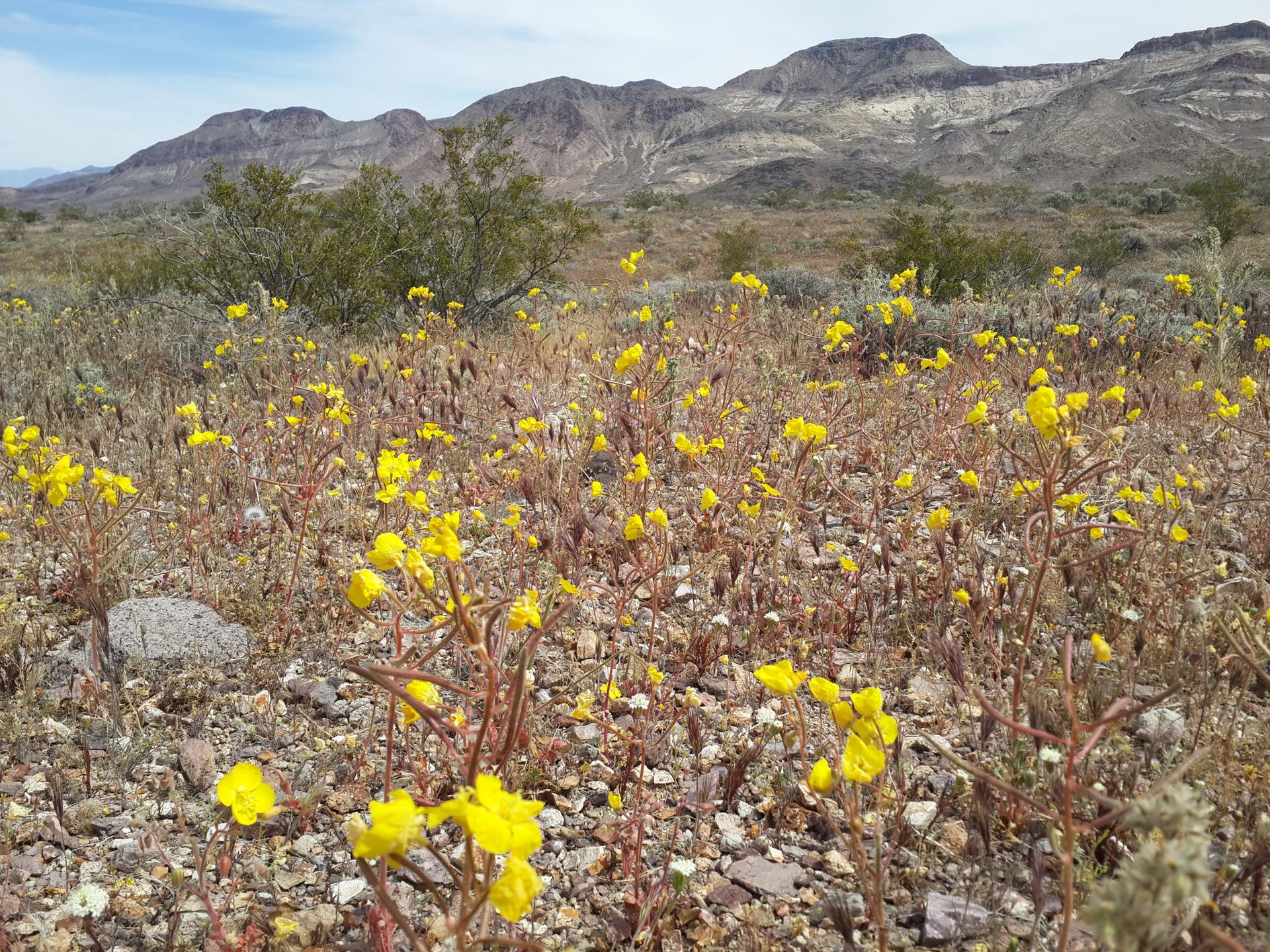 Arid landscape with vibrant yellow wildflowers and distant mountains under a bright sky.