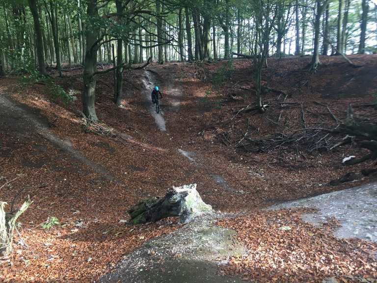 friston forest mtb trails