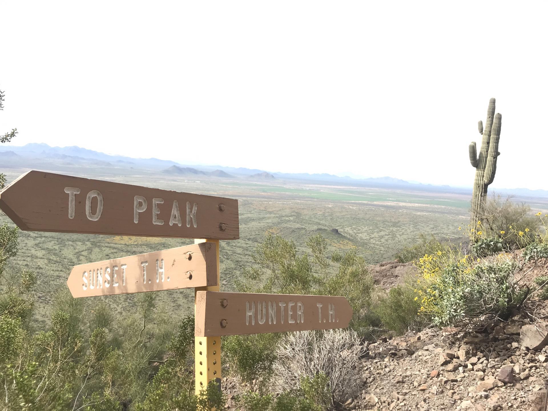 Trail signs pointing directions in a bright desert landscape with a saguaro.