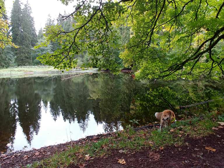 Knöpfelstaler Teich percorsi escursionistici e trekking Komoot