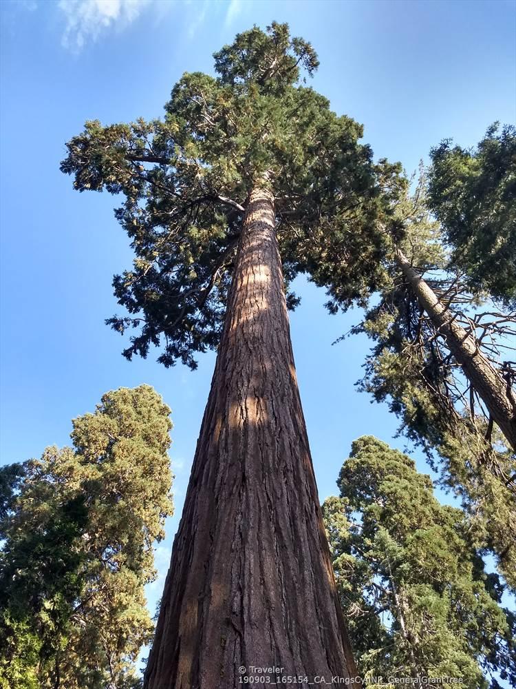 Looking up at a massive tree trunk and canopy against a bright blue sky.