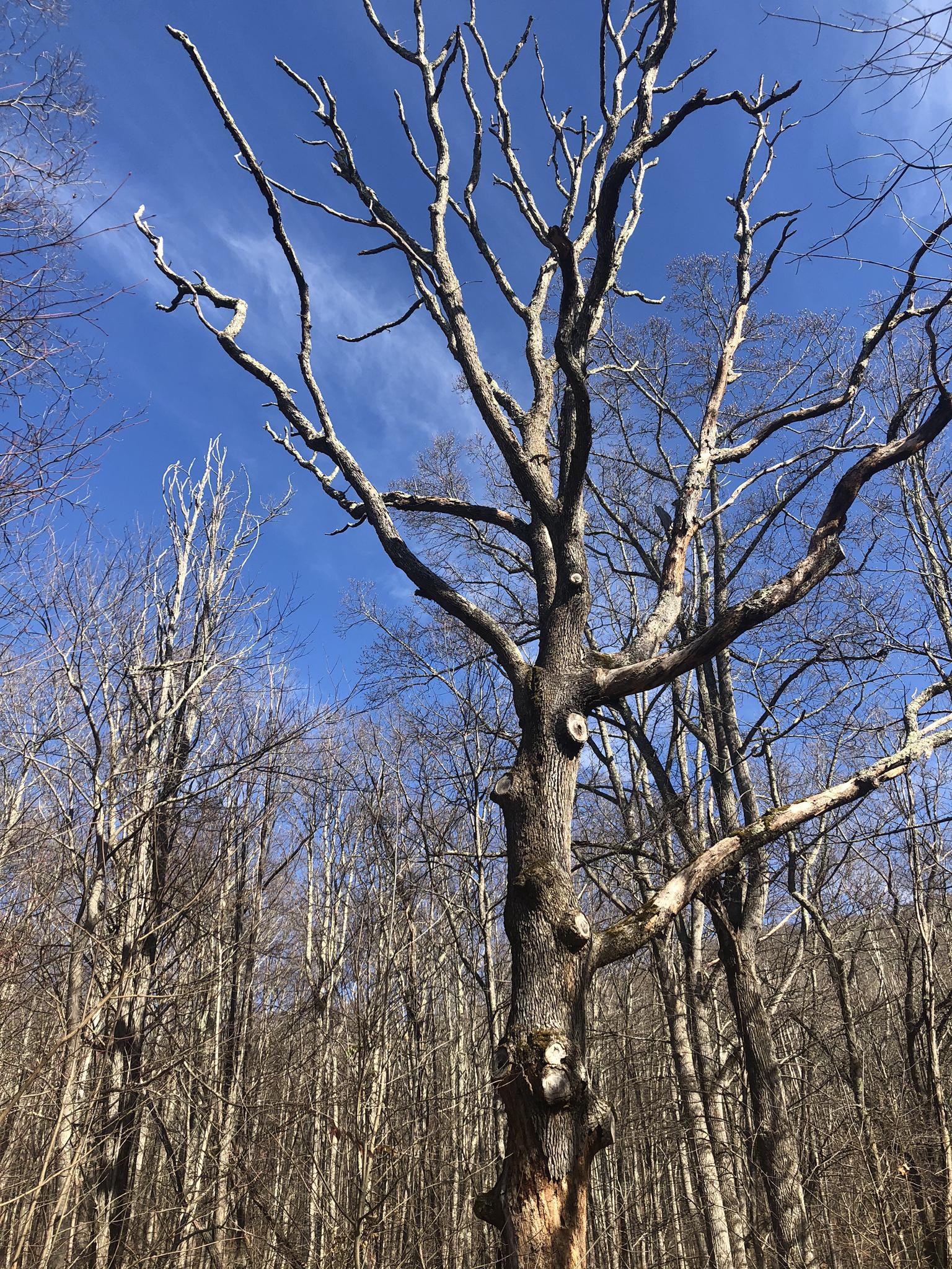 A prominent bare tree with intricate branches against a vibrant blue sky.