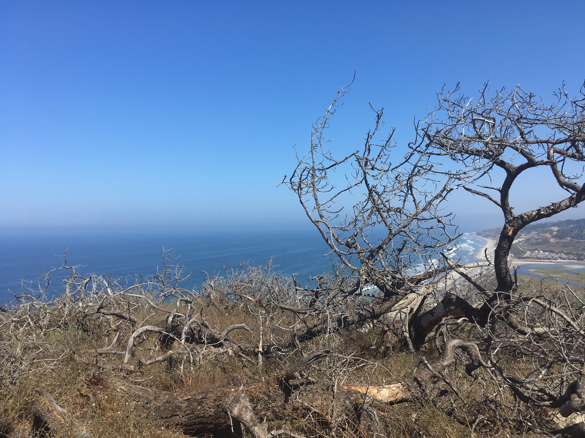 Barren tree branches frame a bright blue ocean and distant coastline.