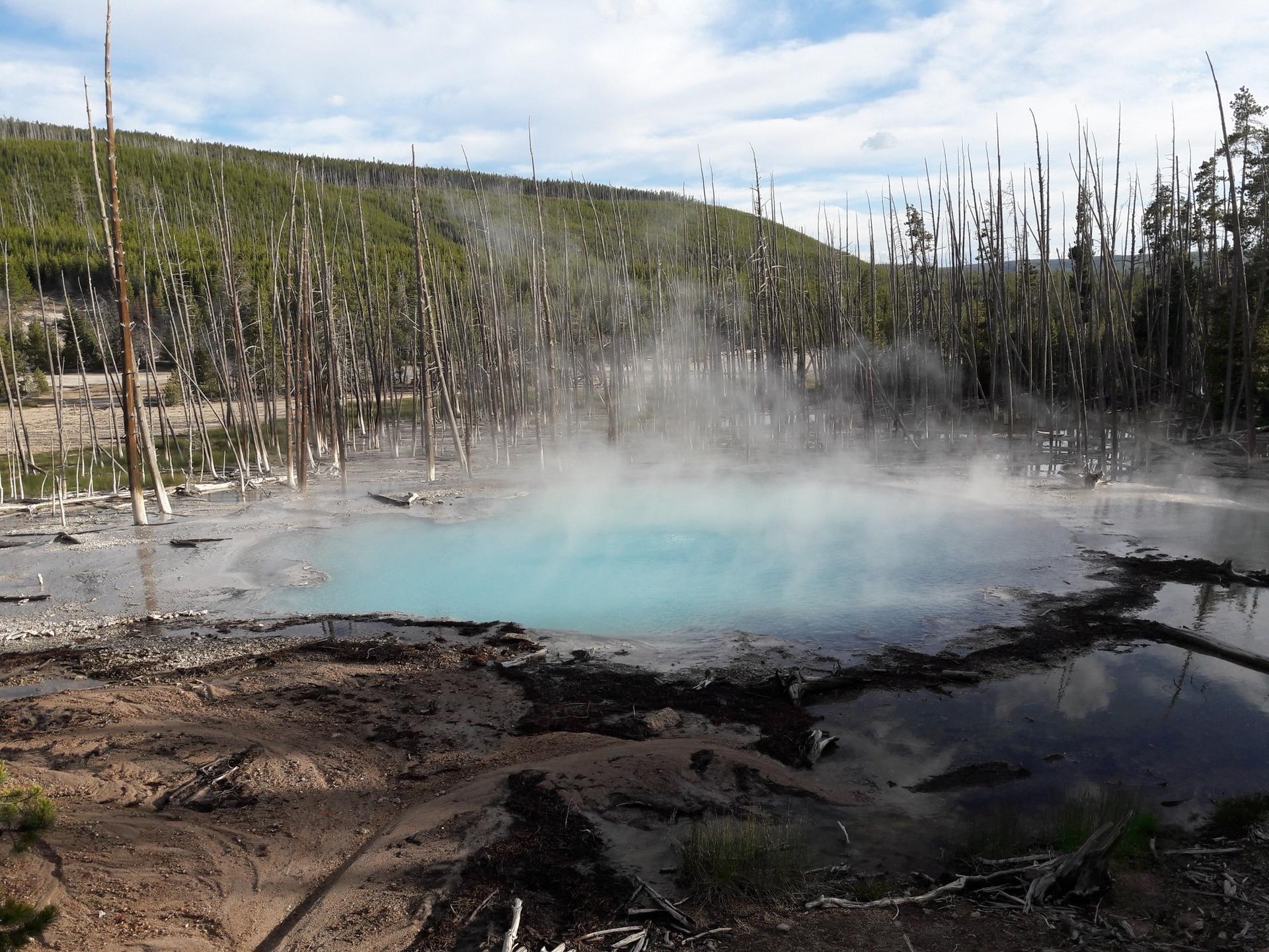 Steaming turquoise hot spring surrounded by bare trees and green forest.