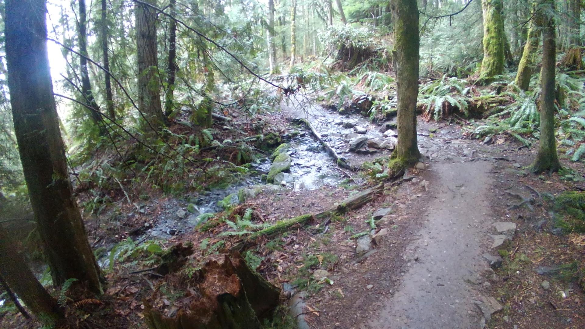 A narrow stream flows beside a dirt path through a dense, green forest.