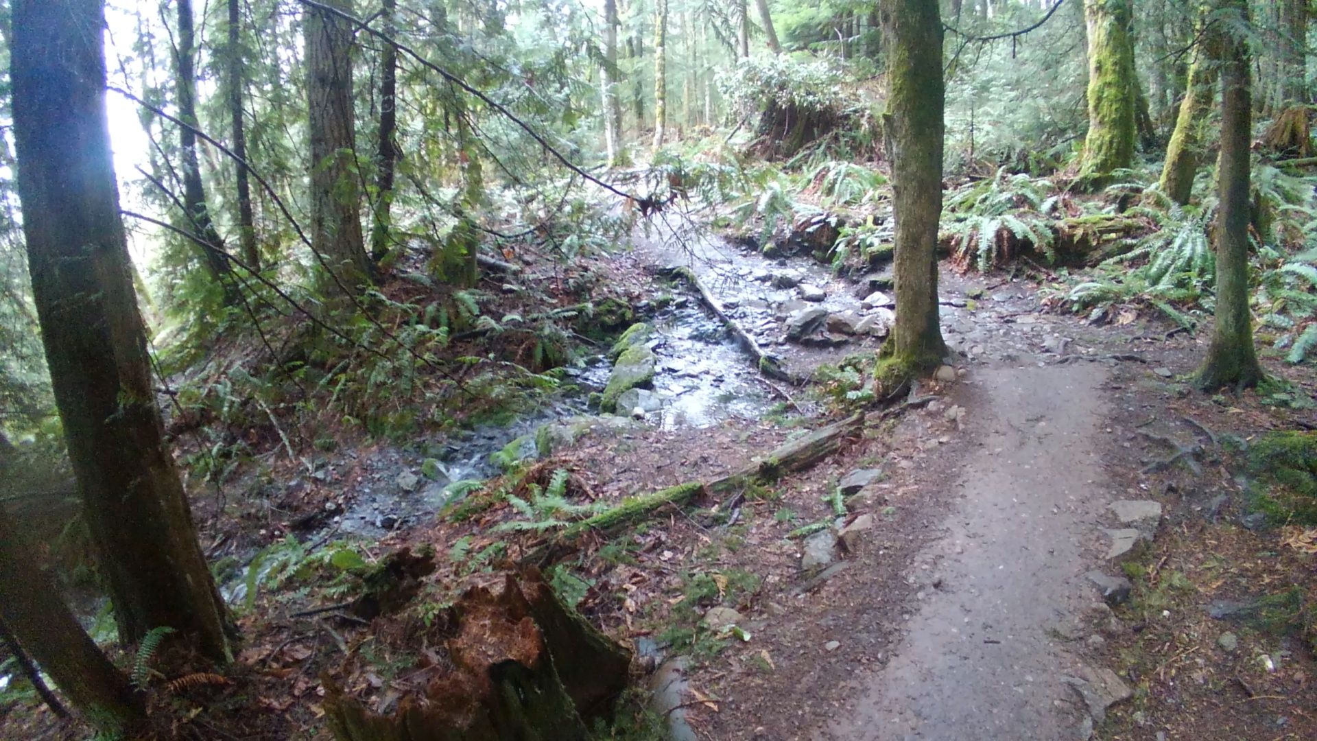 A narrow stream flows beside a dirt path through a dense, green forest. - Samish Bay Connector Trail loop from Windy Point