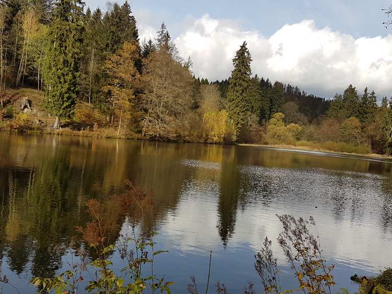 Neuer Teich, Harz, Deutschland Wandertipps & Fotos Komoot