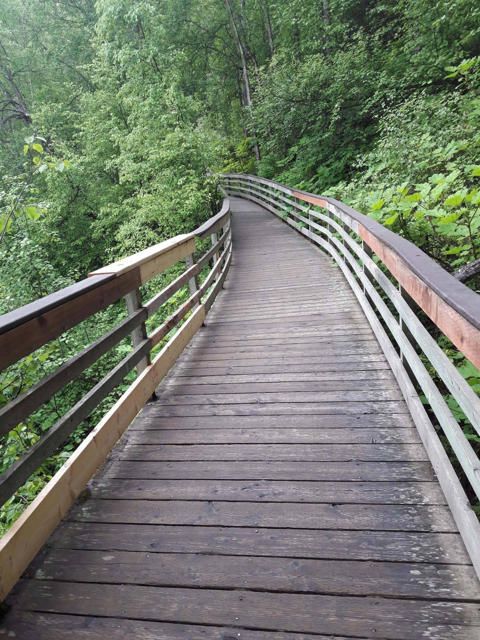 Curved wooden boardwalk with railings winding through a lush green forest.