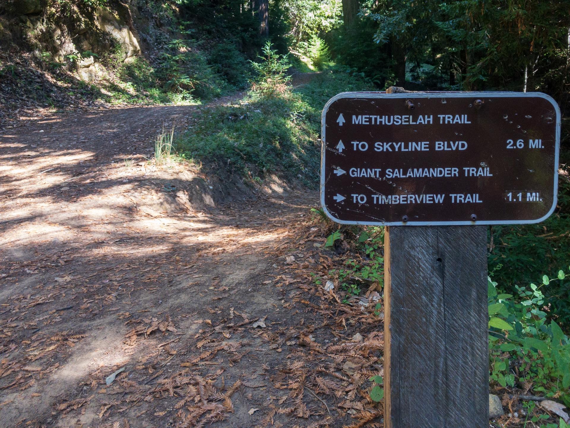 A brown trail sign on a dirt path in a sunny forest.