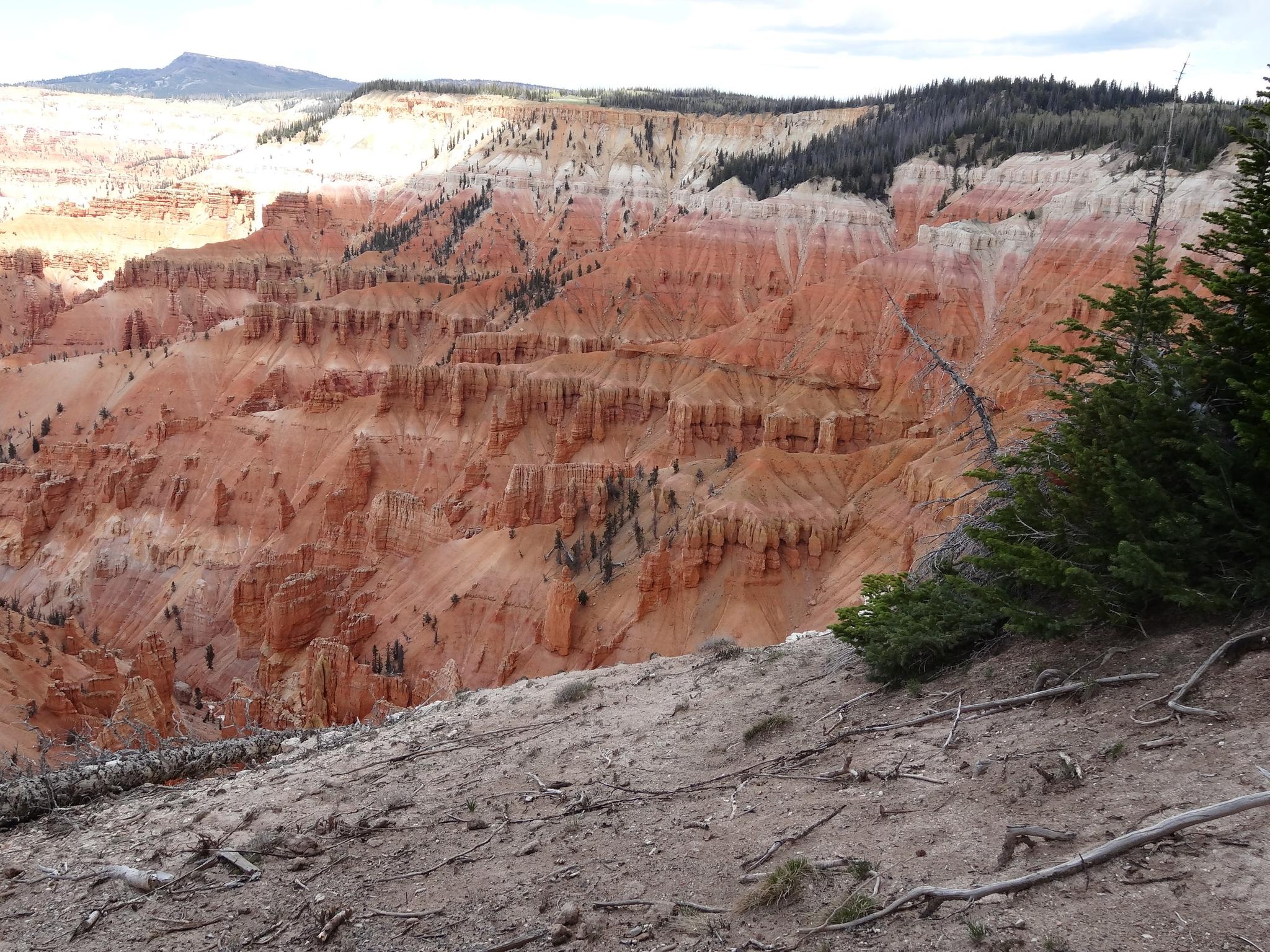 Detailed view of red rock canyon walls and hoodoos with a green pine tree.