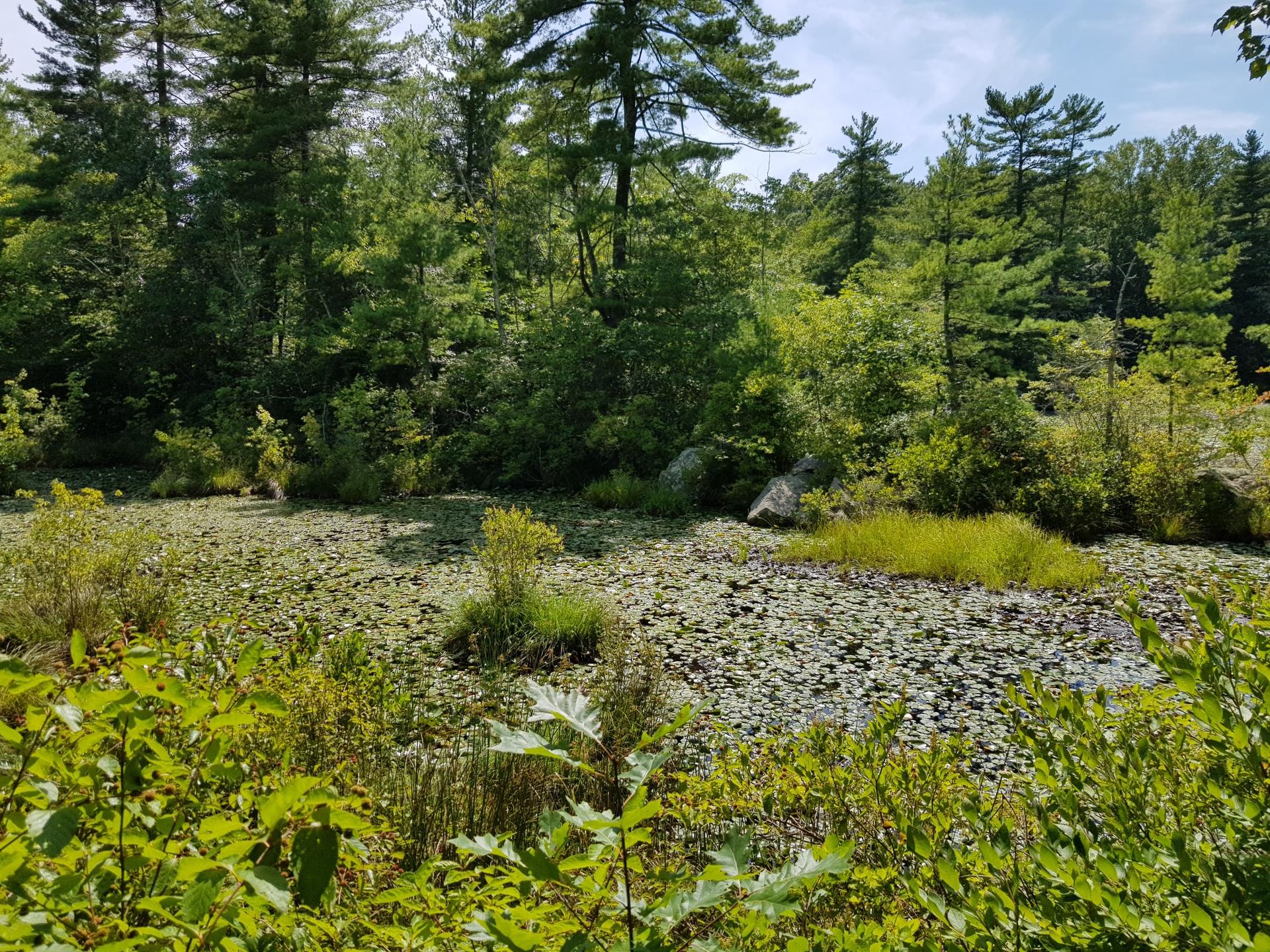 A sunlit pond covered in lily pads, surrounded by dense green forest and lush foliage.